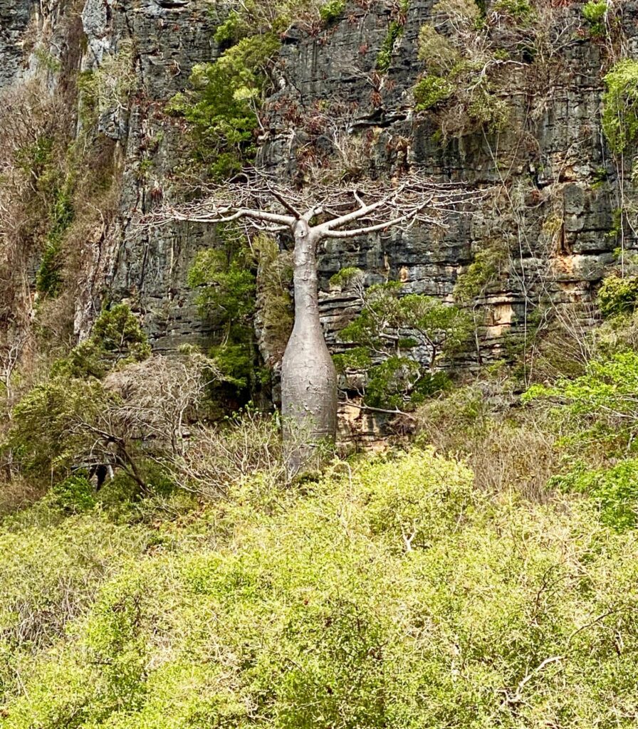 La montagne des français baobab