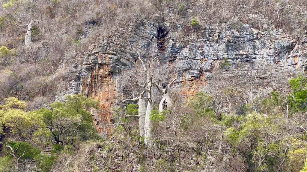 La montagne des français baobab